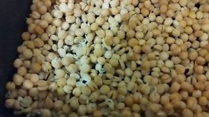 проращиваю горох из магазина