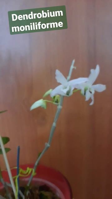 Цветок мутант Dendrobium moniliforme. Нет петалий. смотреть онлайн