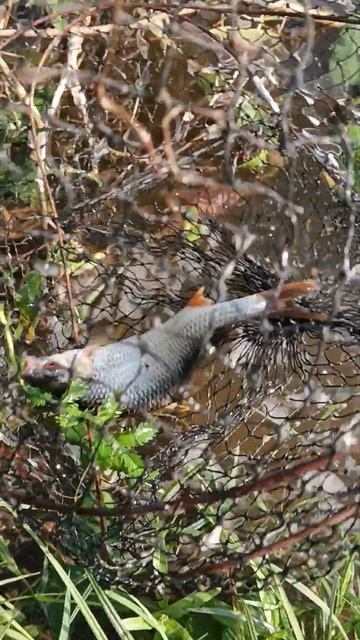 Один в поле воин🤪#рыбалка #shorts смотреть онлайн