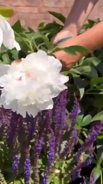 Уход за пионами после цветения!! #дача #сад #огород #garden смотреть онлайн