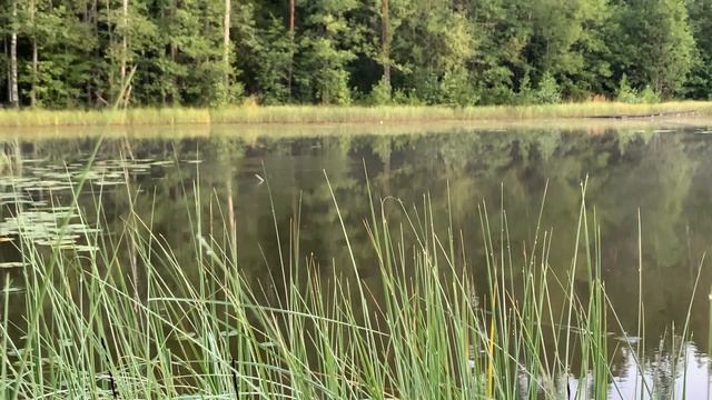 Поплавочная рыбалка на диком озере в Карелии смотреть онлайн