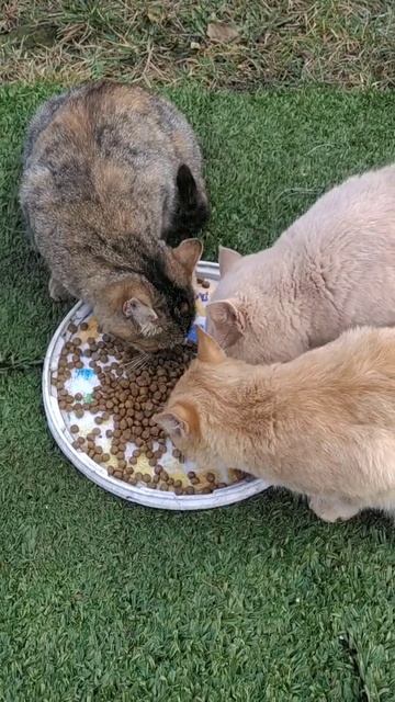 #shorts Пушистики - коты и кошечки - положили сухой корм на смотреть онлайн