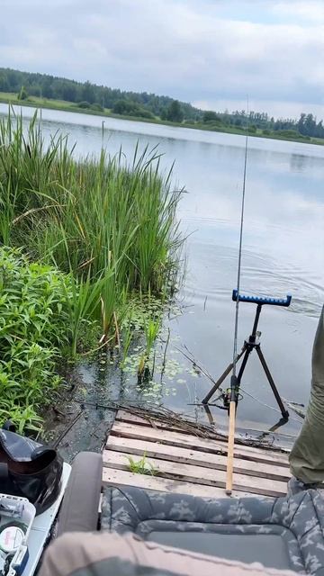 Ловля карася на фидер. #рыбалка #фидер #карась #ловляка? смотреть онлайн