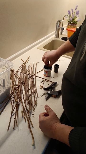 Гортензия Пандора черенкование!