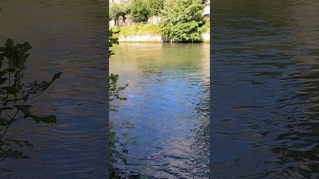 Так я ищу ХИЩНУЮ РЫБУ! #fishing #рыбалка #спиннинг #shots смотреть онлайн