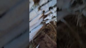 привязи для коров, крс в сарае.