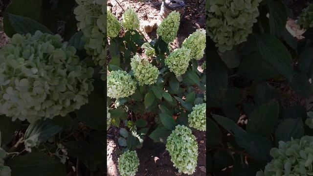 Метельчатая гортензия Мохито. смотреть онлайн