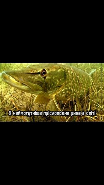 Той самий сом який може з'їсти собаку😅 #рек #fishing #спин? смотреть онлайн