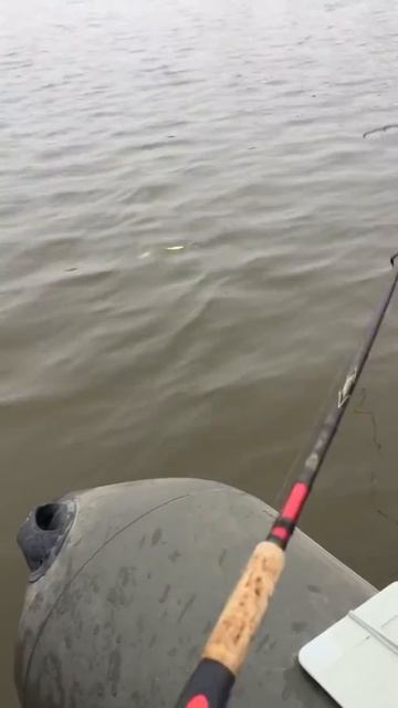 18 марта 2020 г. Рыбалка на Дону ! Когда окунь лютый ! смотреть онлайн