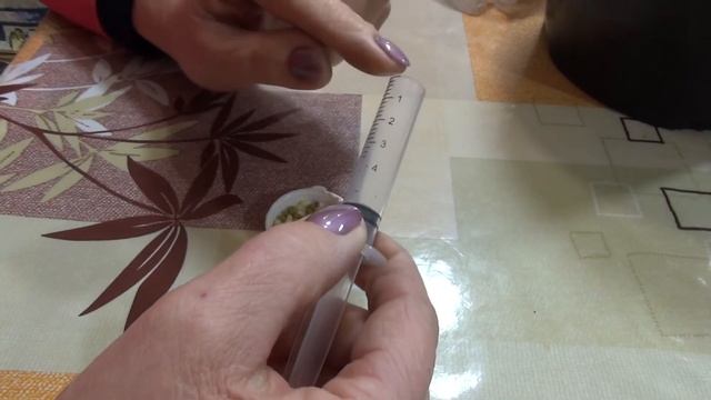 🌱Высаживаем черенки бругмансии в субстрат с кокосов?