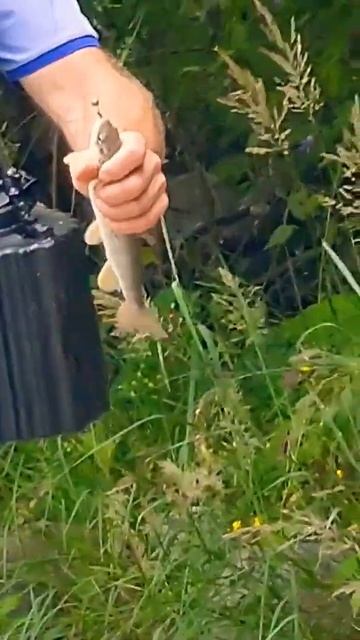 рыбалка в КБР # Trout fishing 🎣 первый пошёл смотреть онлайн