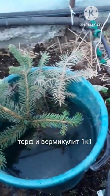 Саженец ели из ветки своими руками. #shortvideo #теплица #ог? смотреть онлайн
