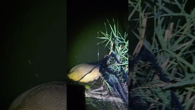 Зачётный Карп на бойлы летом. река Майн Германия Бавар смотреть онлайн