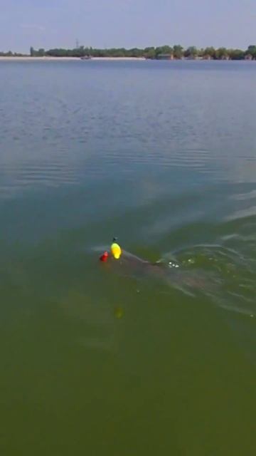 ТОЛСТОЛОБИК!НАШ УЛОВ. #рекомендации #рыба #рыбалка #тол смотреть онлайн