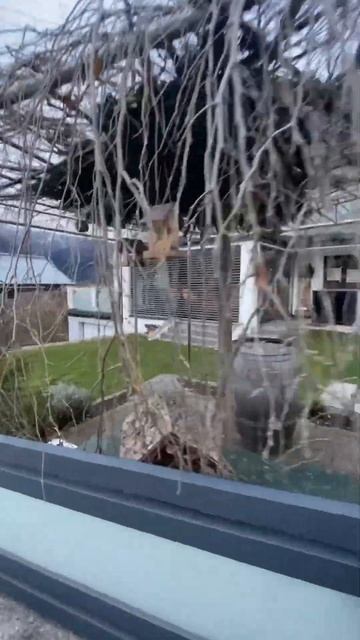 БЕСЕДКА ИЗ ОДНОГО РАСТЕНИЯ смотреть онлайн