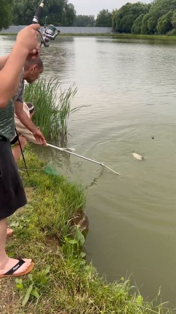 Поимка перед ливнем #fishing #fish #carpfishing #рыбалка #carp смотреть онлайн