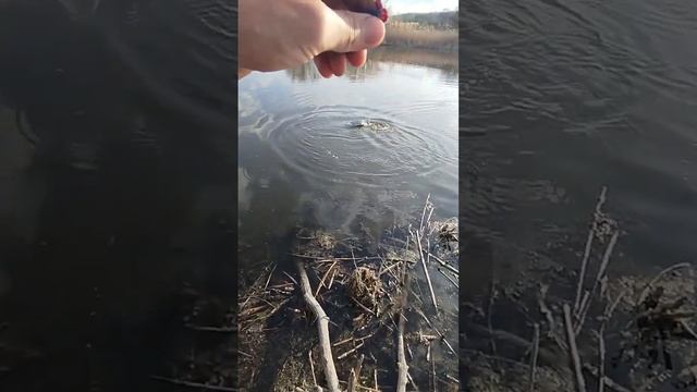 щука в апреле 2025 года, ловля щуки на воблера, блёсну смотреть онлайн