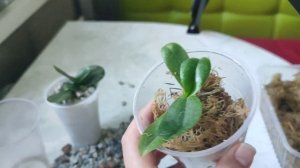 Пересадка маленьких орхидей из вулканического цеолита в мох. Выбор грунта!