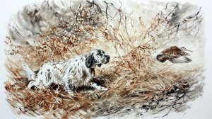 Охота. Боровая. Сеттер