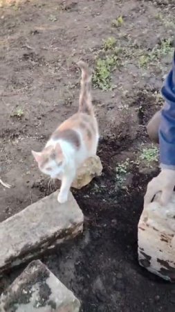 Кошка строитель