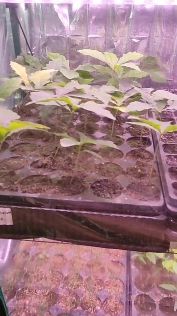 9 марта обзор теплиц смотреть онлайн