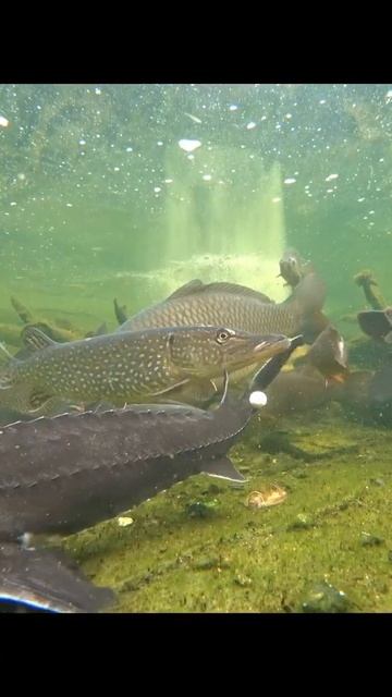 #рыбалка #fishing #донка #поплавок #рыба #рыбак #карп #карас? смотреть онлайн