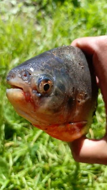 🔥Сенсация🔥Пиранья 🔥в Измайловском парке #рыбалка # смотреть онлайн