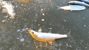 Поиски селедки в Тавричанке. Зимняя рыбалка в Приморь?