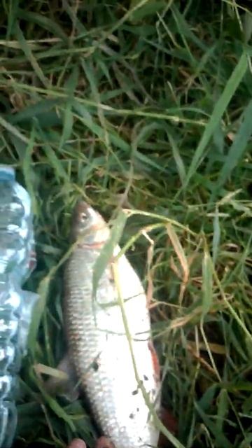 #Shorts. Подуст пришёл ура!!! смотреть онлайн