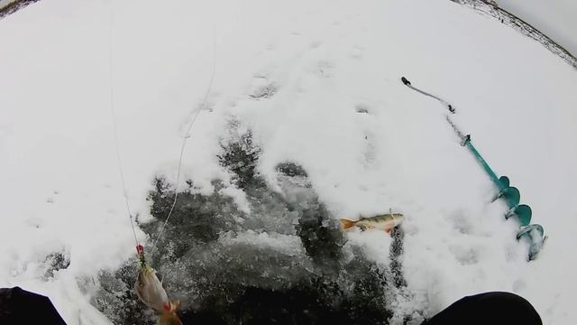 Подлёдная ловля окуня на балансир смотреть онлайн