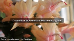 КАК СПАСТИ ДЕКАБРИСТ БЕЗ КОРНЕЙ? СРОЧНО ПОПРОБУЙТЕ ЭТ?