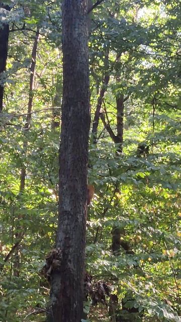 Супер 🐿️ #Белка Круто Спускается по Дереву: Дикие #Жи? смотреть онлайн