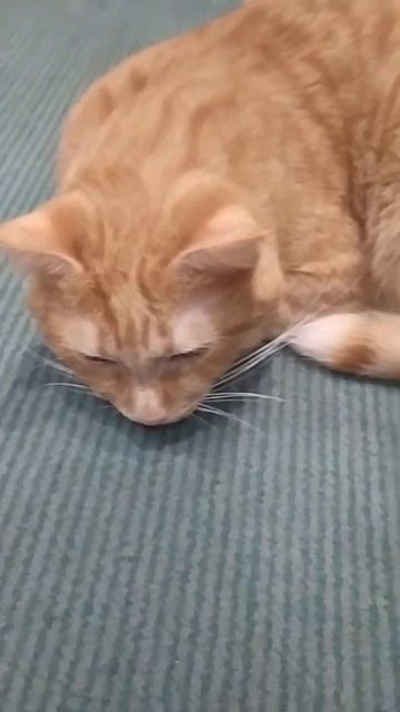 Камни в мочевом пузыре 2день болеет! смотреть онлайн