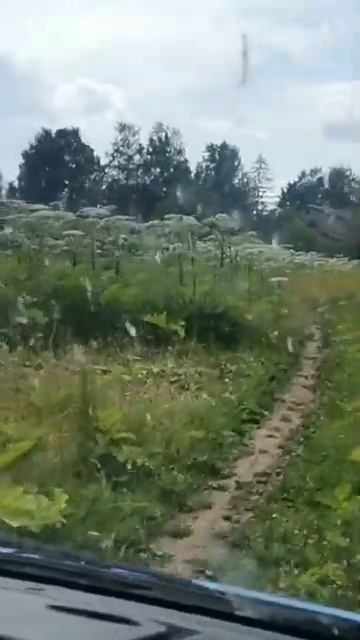 борщевик#нашествие#граница#Россия смотреть онлайн