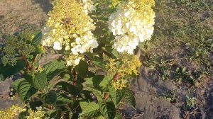 Самарская Лидия, как определить сорт новичку. ни с чем