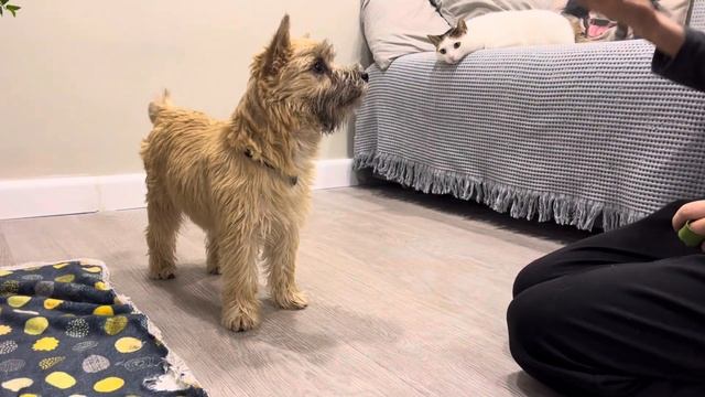 Как научить собаку приносить мячик смотреть онлайн