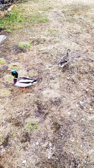 Уточки вернулись и пришли в гости😊