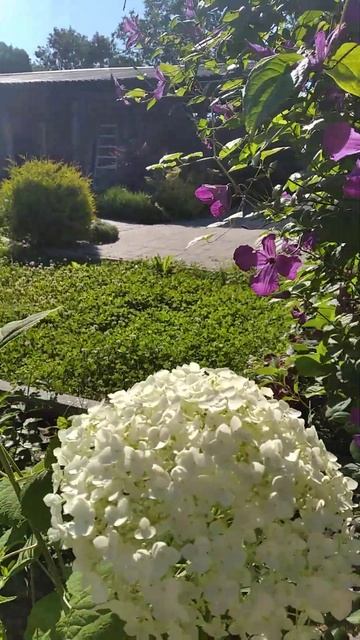 Стронг АНАБЕЛЬ шикарна деревовидна #гортензія #garden #кв