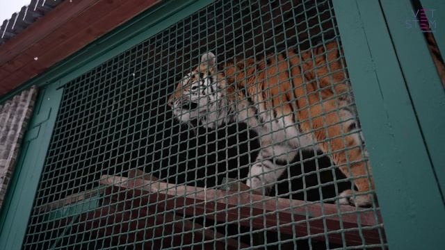 Применение популярных средств для анестезии на диких и зоопарковых животных