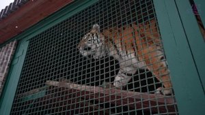 Применение популярных средств для анестезии на диких и зоопарковых животных