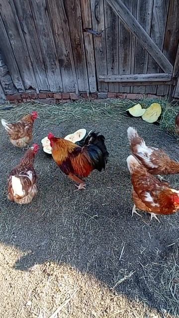 КОРМЛЮ КУР ТЫКВОЙ смотреть онлайн