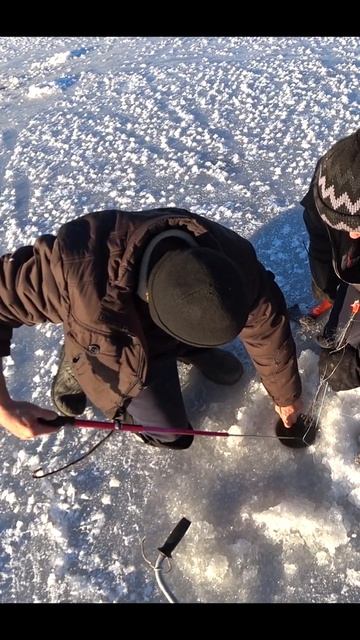 Местные поймали монстра! #shorts смотреть онлайн