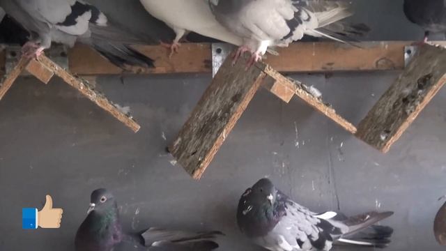 Если с другом вышел в путь........... смотреть онлайн