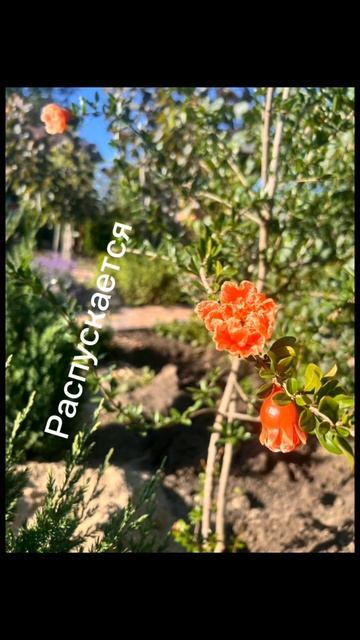 Гранат #гранат #природа #цветок смотреть онлайн