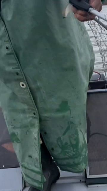 #подпишись #fishing #рыбалка #freshwaterfish #рыбалкавидео #fish #ло? смотреть онлайн