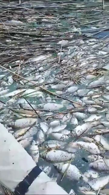 Гибель рыбы😭 Краснодарский край р. Бейсуг? смотреть онлайн