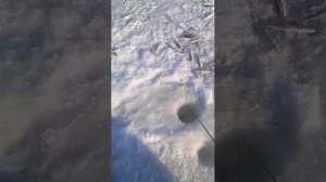 Де-Кастри.Тигиль.рыбалка на корюшку. 01.01.2025г.