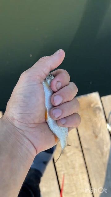 Рыбалка , бешеный клев мелкой рыбы смотреть онлайн