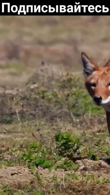 Самые редкие животные в мире #animals #животные #интересно смотреть онлайн