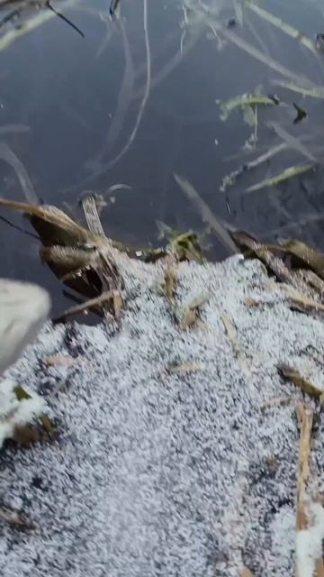 КАК ПОЙМАТЬ ФОРЕЛЬ ЗИМОЙ НА СПИННИНГ?! #рыбалка #зимняя смотреть онлайн